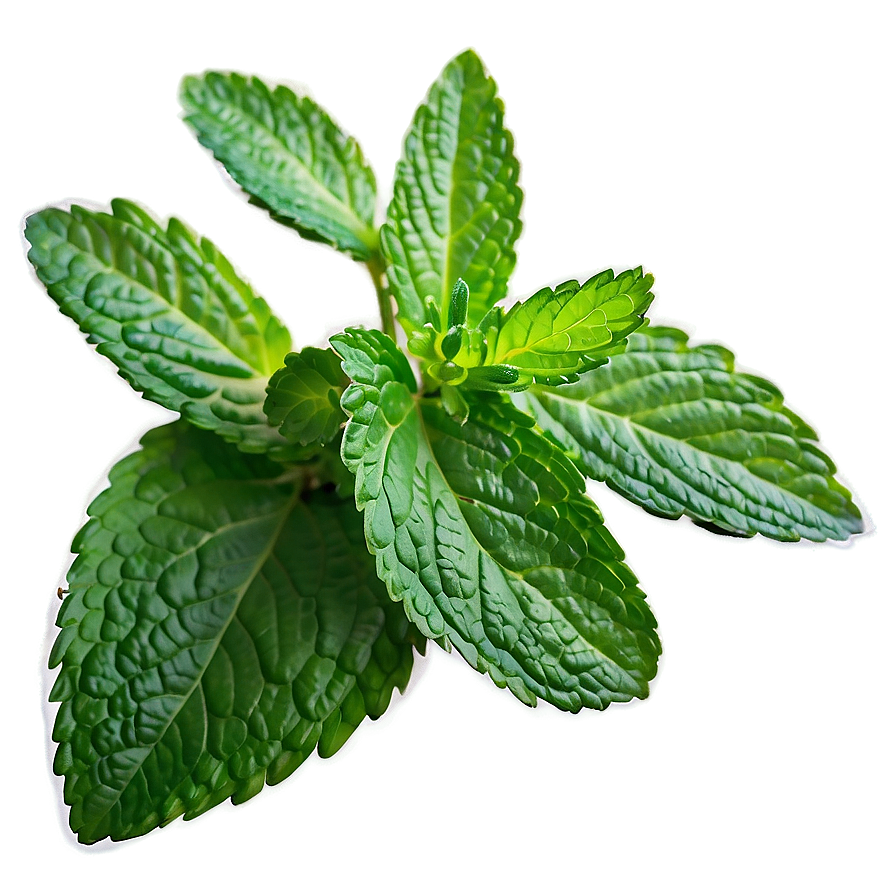 Mint Leaf Health Benefits Png Air