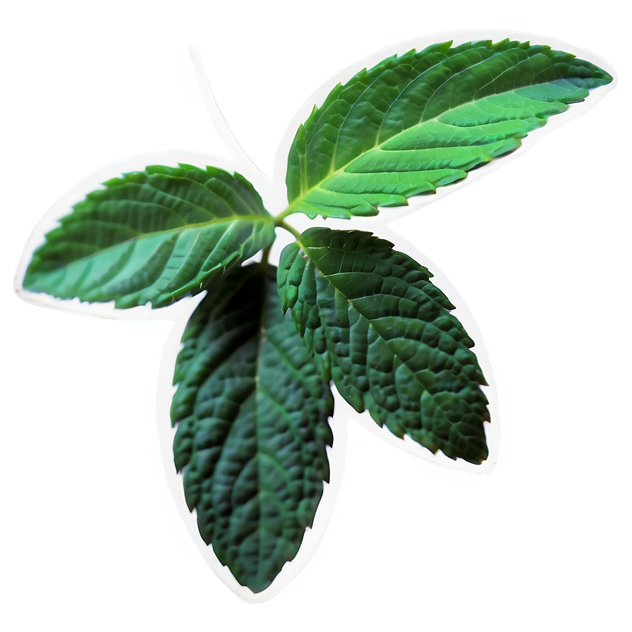 Mint Leaf Icon Png 23