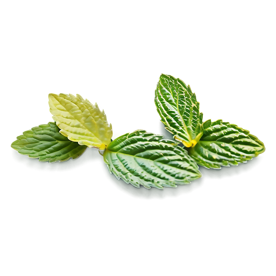 Mint Leaf Icon Png Xgh15