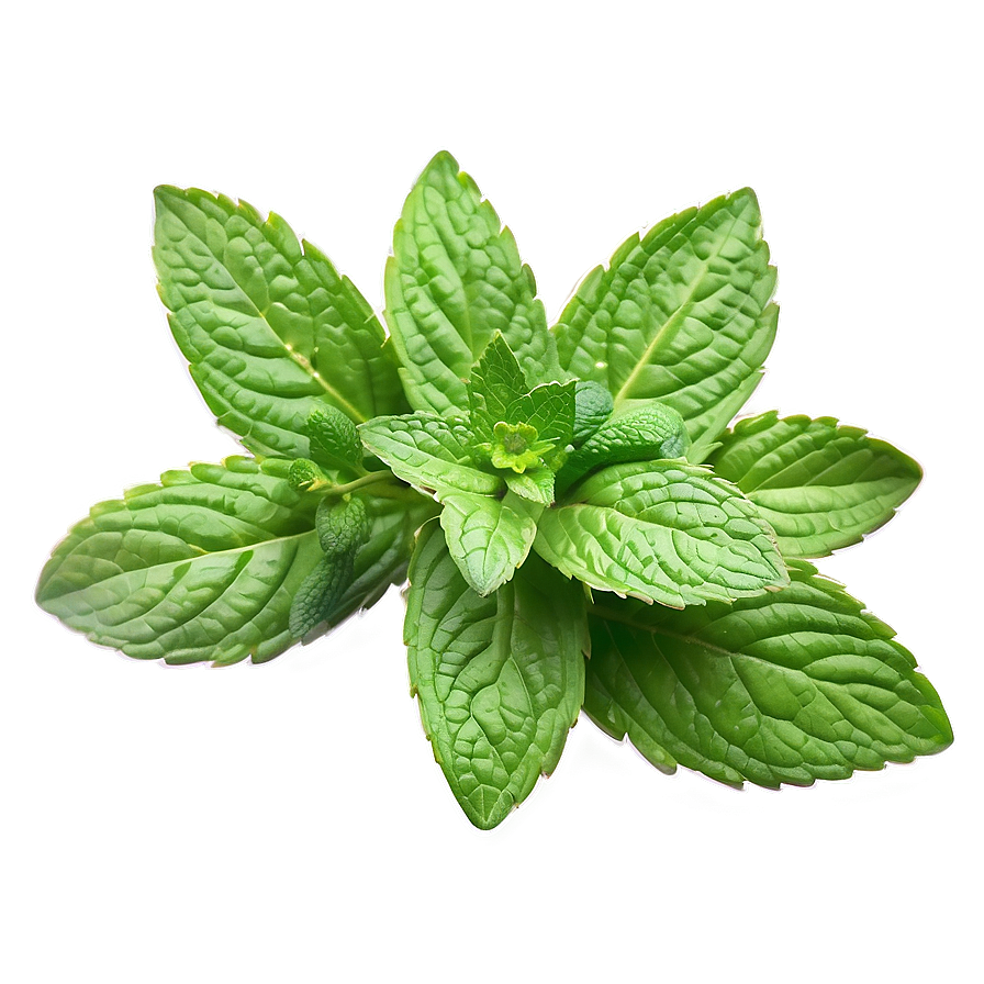 Mint Leaf Illustration Png 06212024