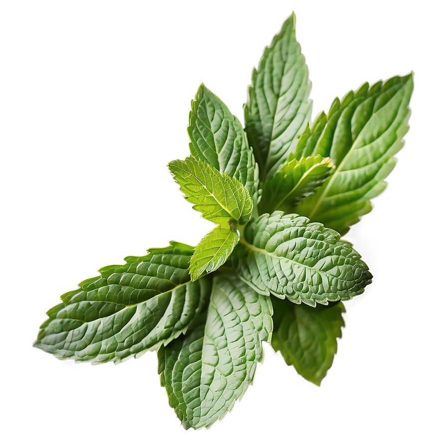 Mint Leaf Vector Png Ama