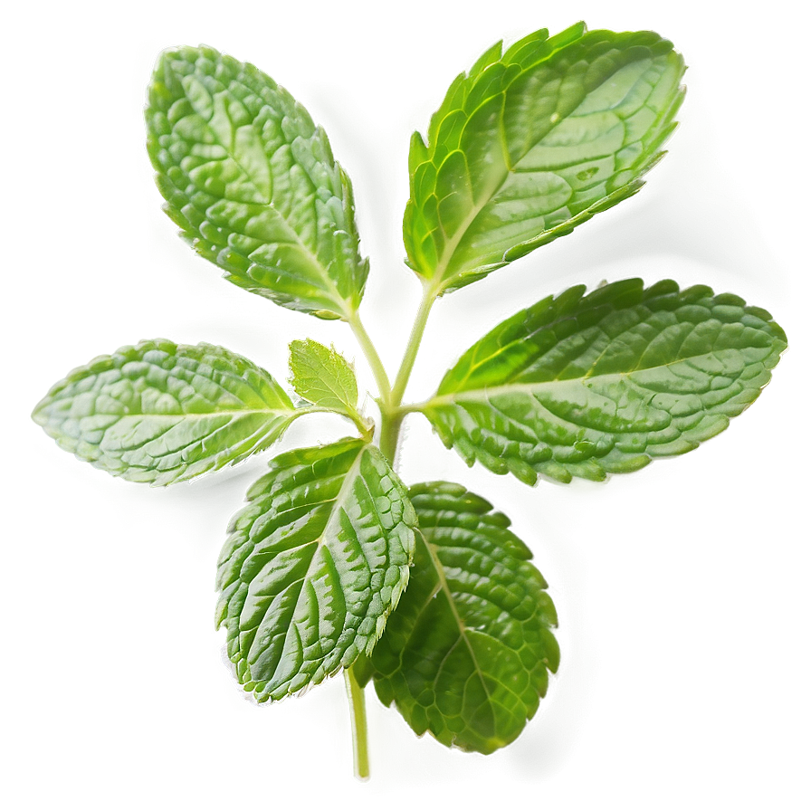 Mint Leaves A