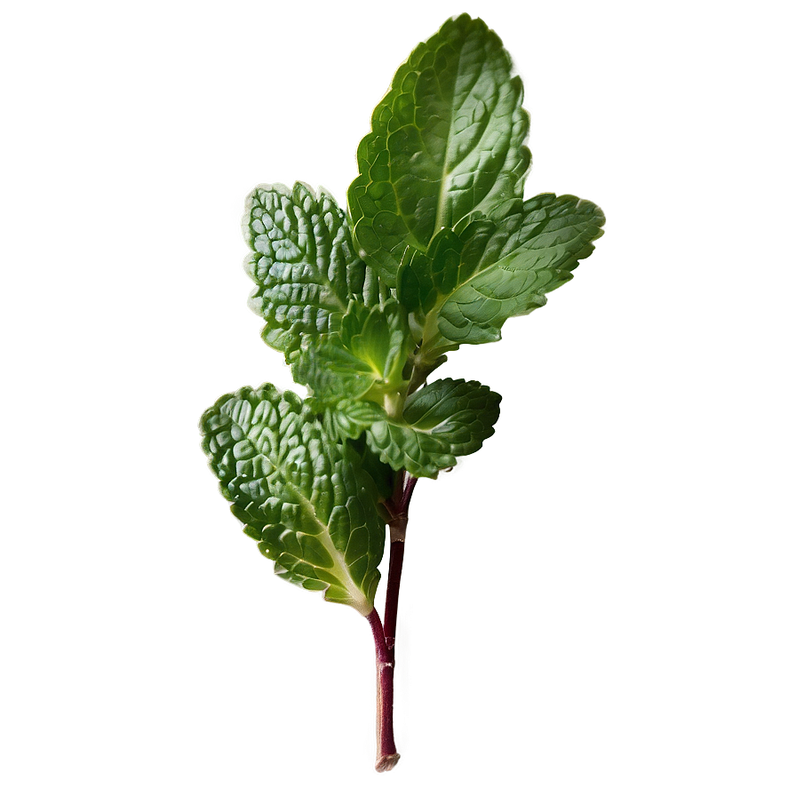 Mint Leaves Background Png Exu28