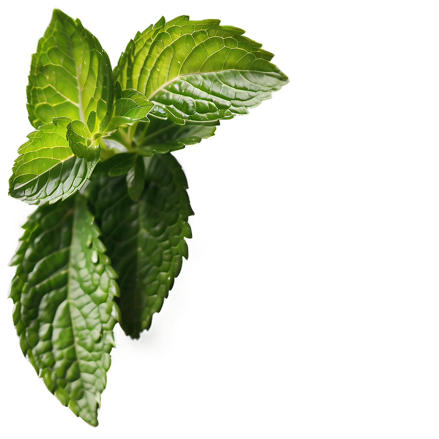 Mint Leaves Background Png Qrv34