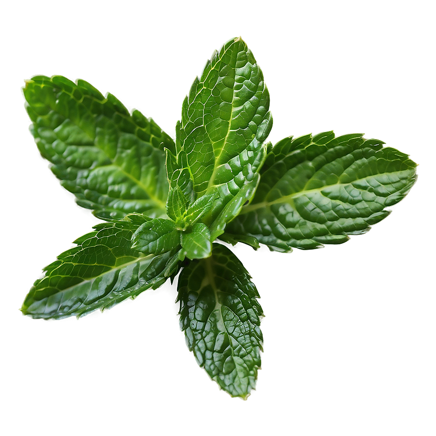 Mint Leaves Closeup Png 06262024