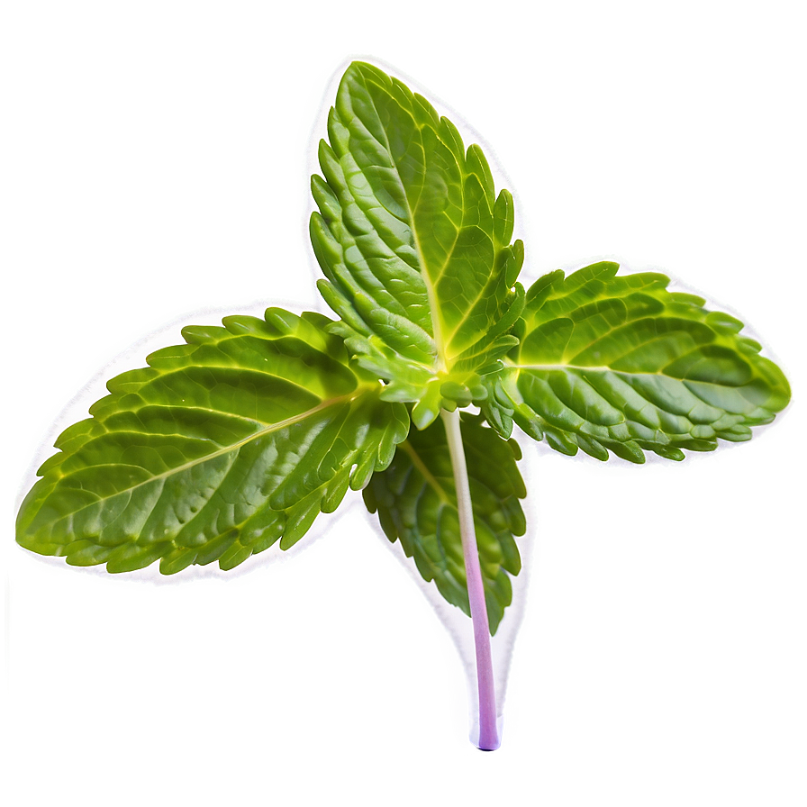 Mint Leaves Closeup Png Usl