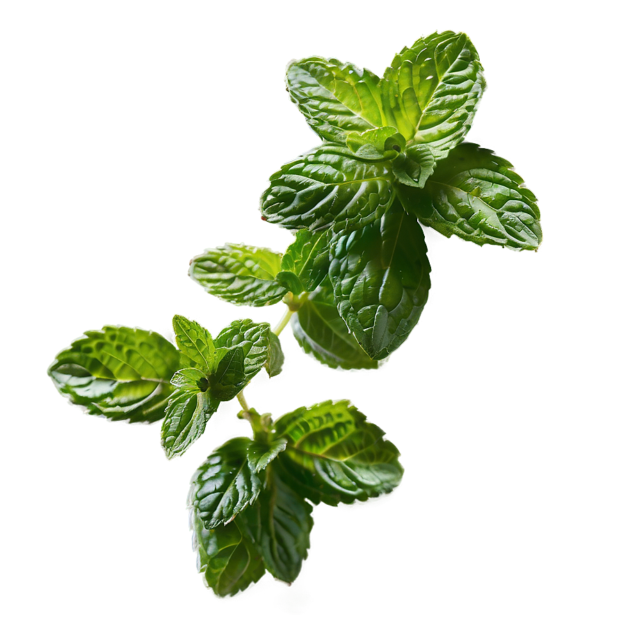 Mint Leaves Cluster Png Yqp