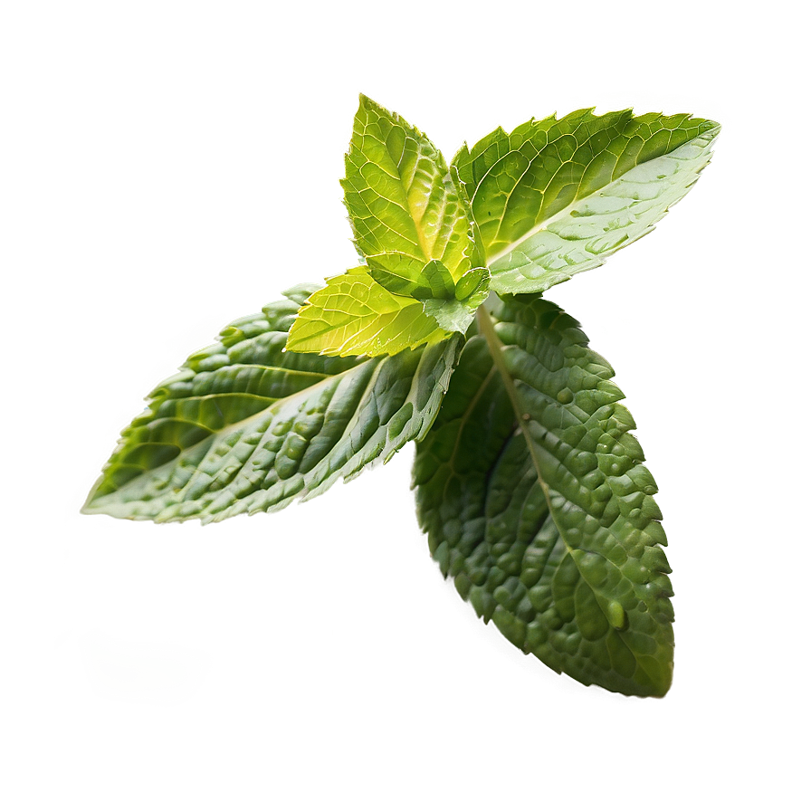 Mint Leaves Isolated Png 06262024