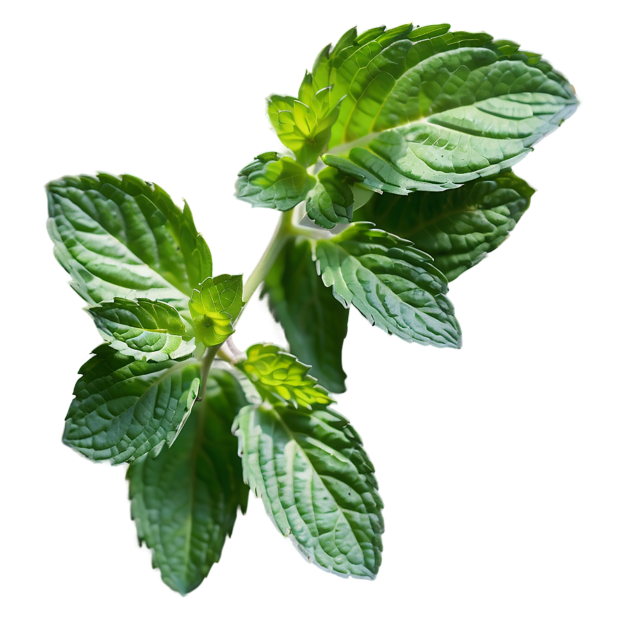 Mint Leaves Isolated Png Ram48