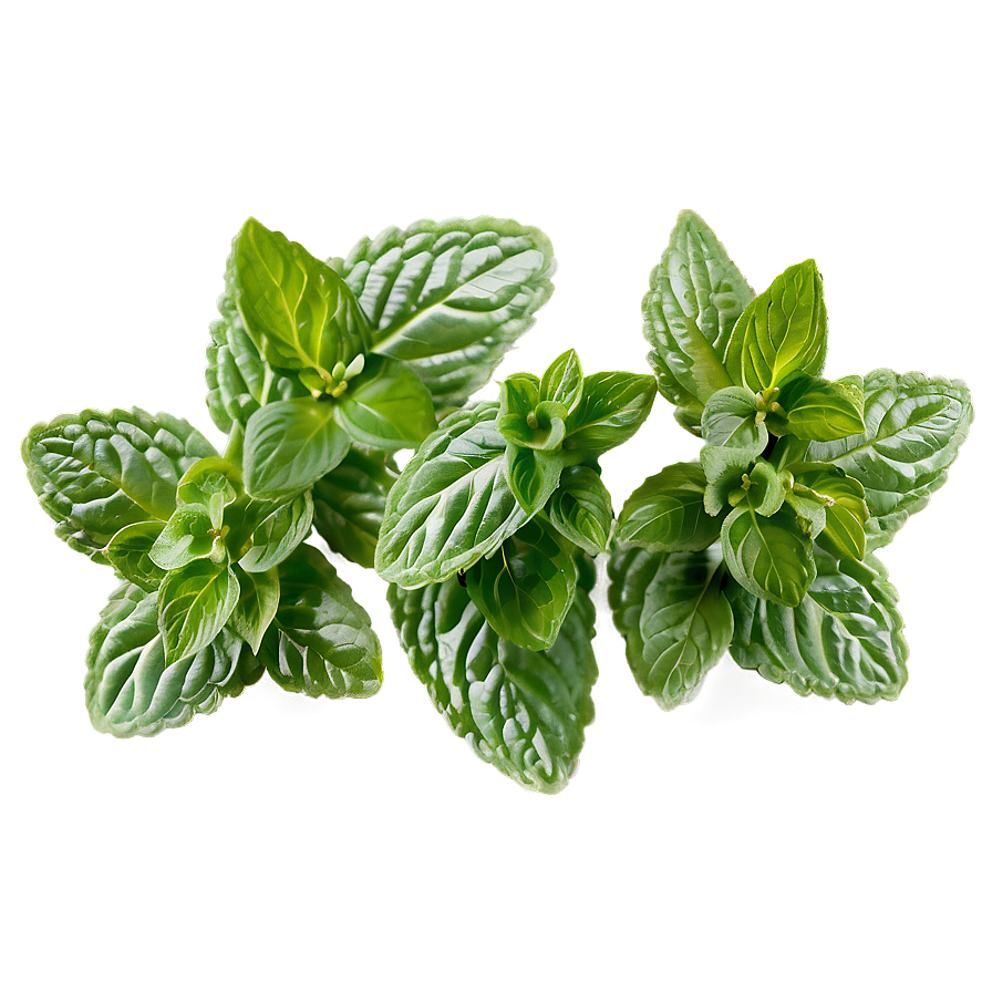 Mint Leaves Pattern Png Gfo90