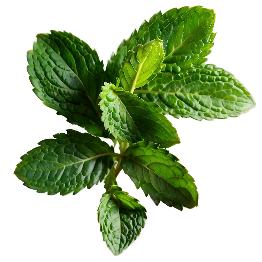 Mint Leaves Png Cqe