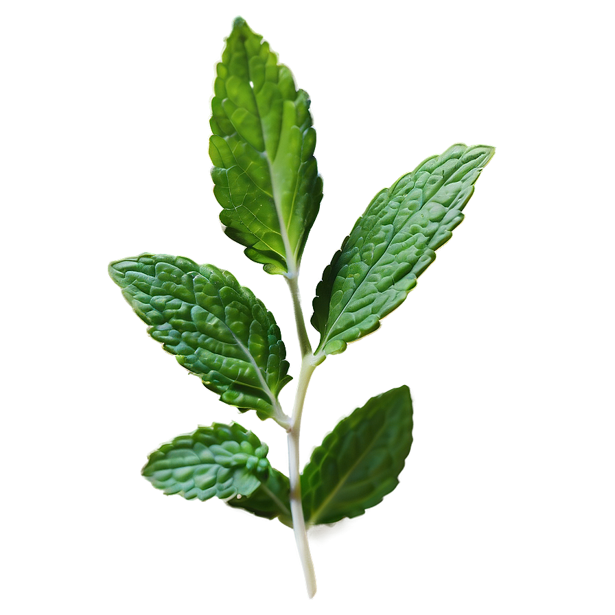 Mint Leaves Sprig Png Mkw