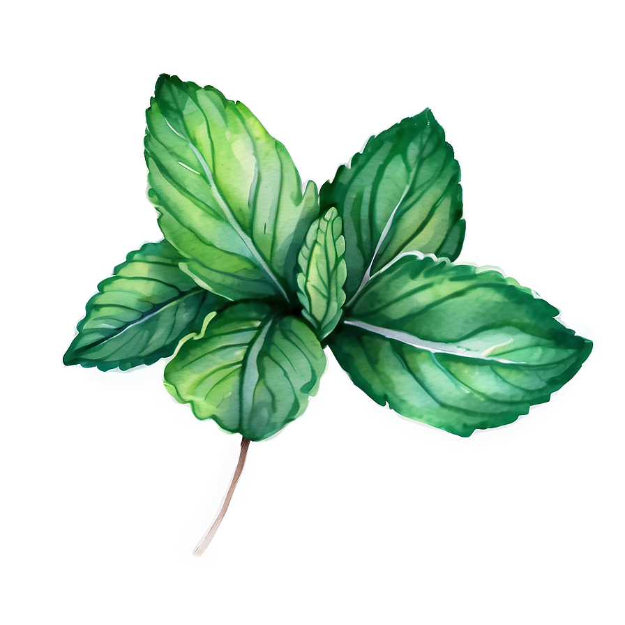 Mint Leaves Watercolor Png Mbe69