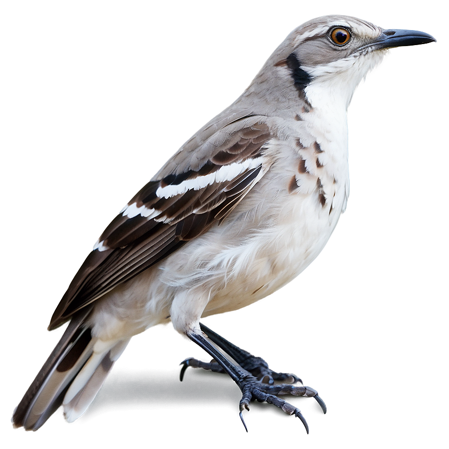 Mississippi State Bird Mockingbird Png Mmj