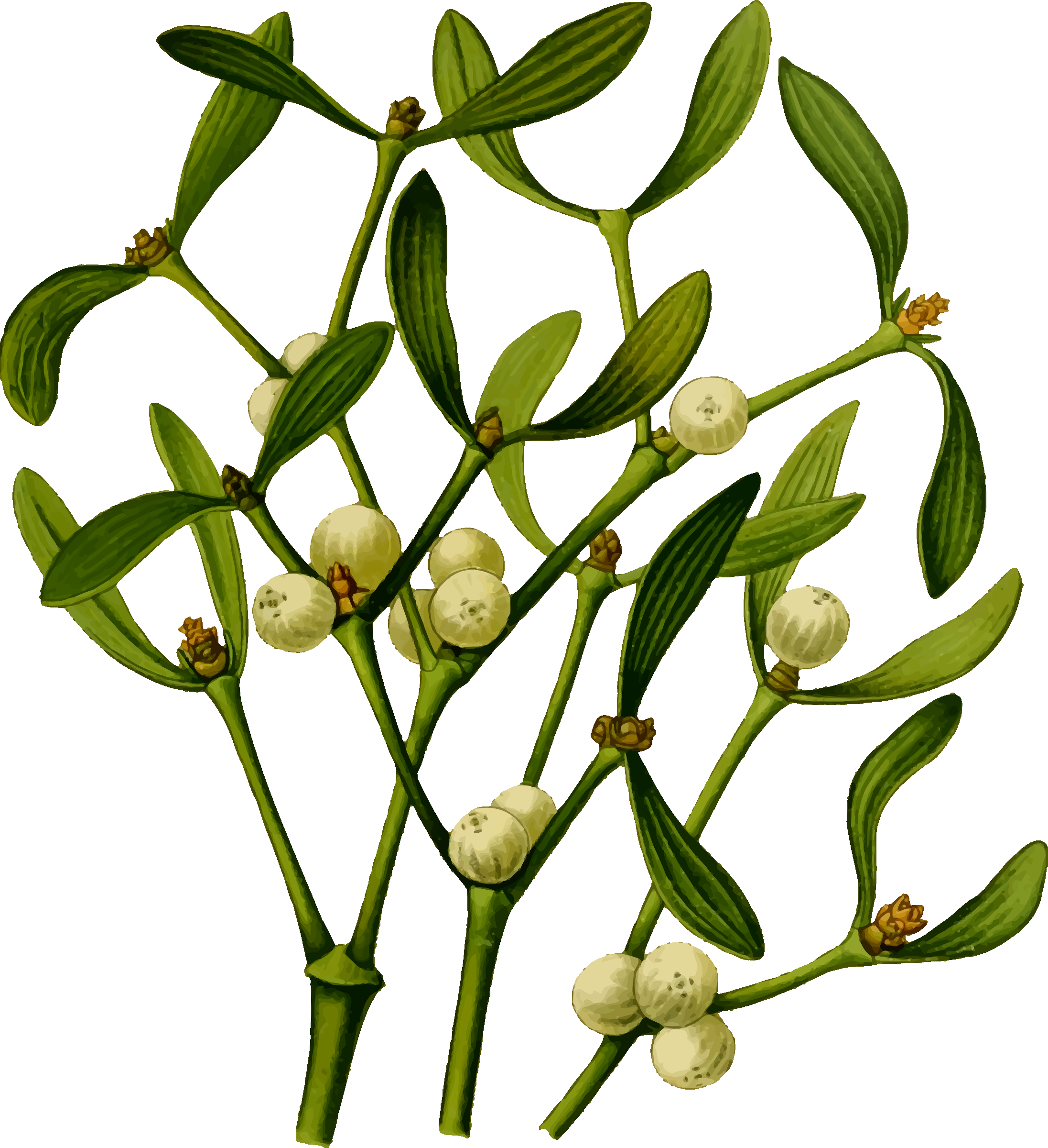 Big Image - Mistletoe PNG with transparent background
