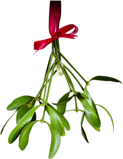 Christmas Mistletoe Png Transparent - Mistletoe Png Transparent PNG with transparent background