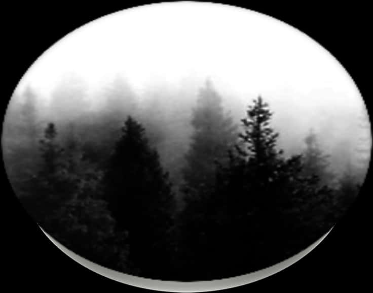 Dark Forest, Popsockets - Tree In The Forest Png Dark, Transparent Png PNG with transparent background