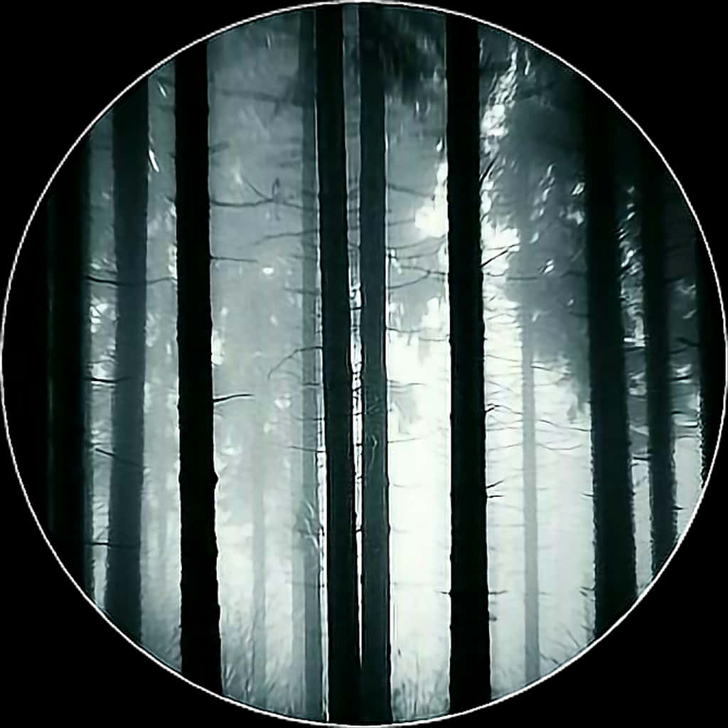 Transparent Forest Trees Clipart - Dark Forest Icon, HD Png Download PNG with transparent background