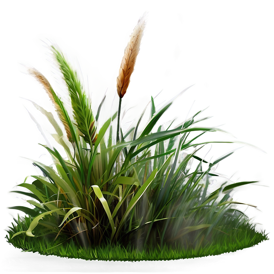 Misty Morning Grass Png 33