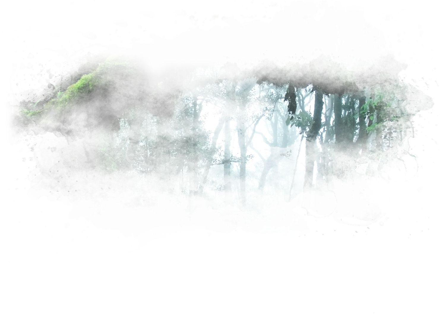 Tropical Rainforest , Png Download - Still Life, Transparent Png PNG with transparent background