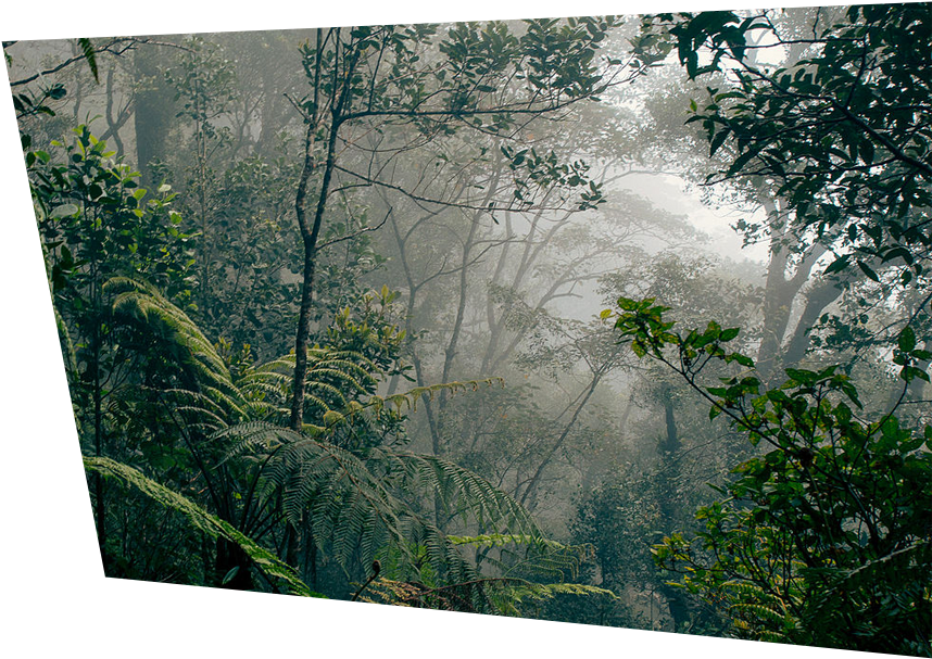 Misty Rainforest Canopy