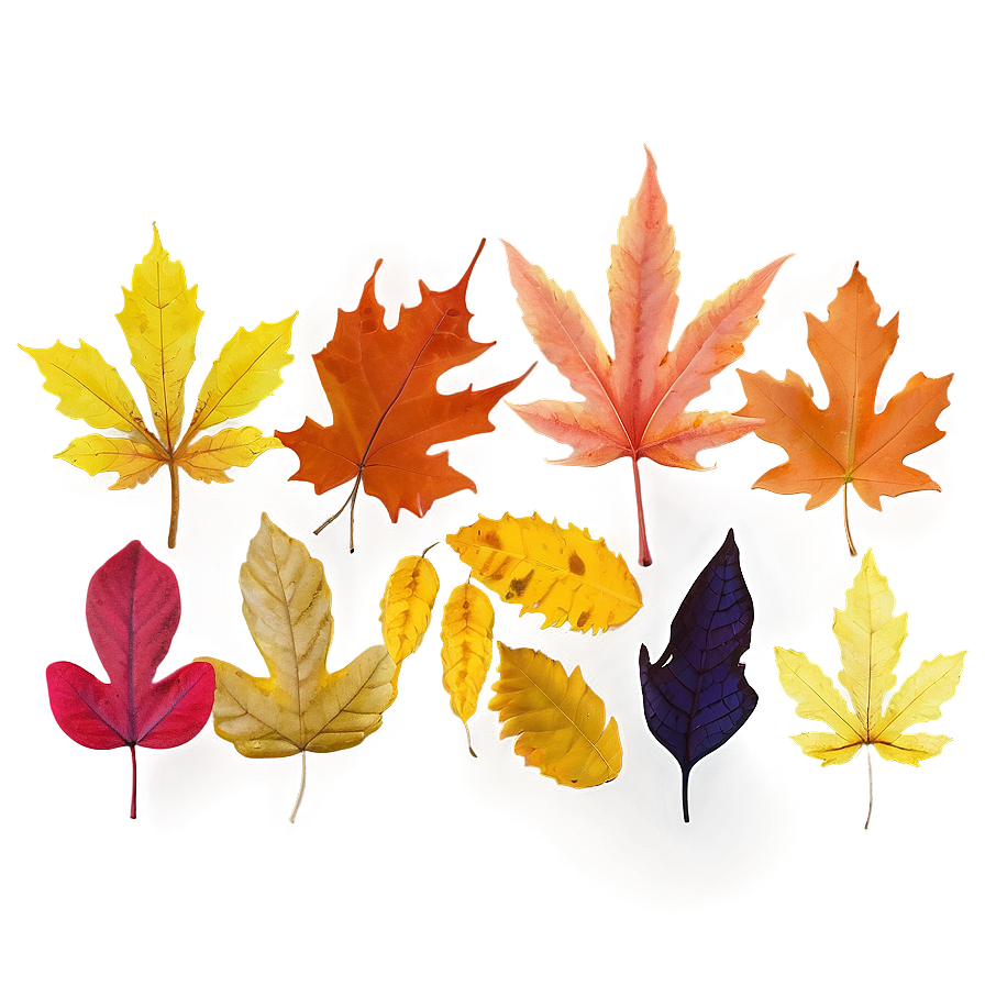 Mixed Fall Leaves Png 91