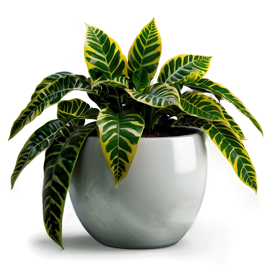 Modern Floor Plant Png Phg19