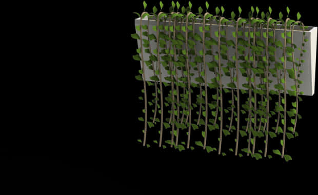Plants Hanging Wall Png, Transparent Png PNG with transparent background