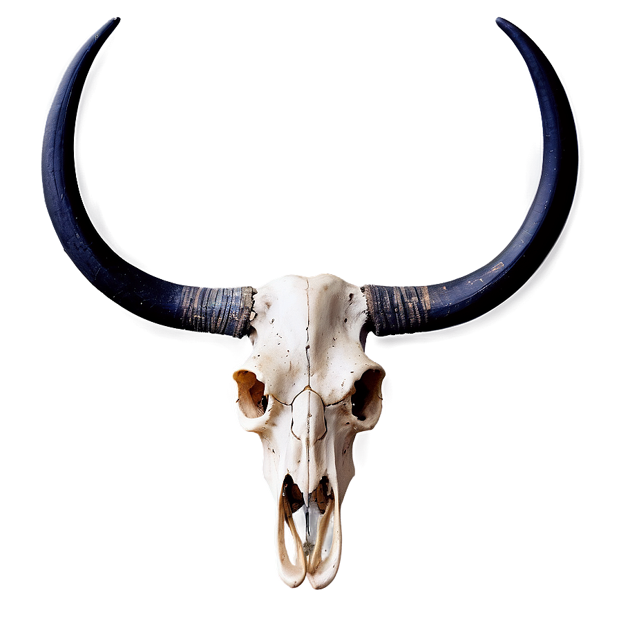 Modern Longhorn Skull Picture Png 06292024