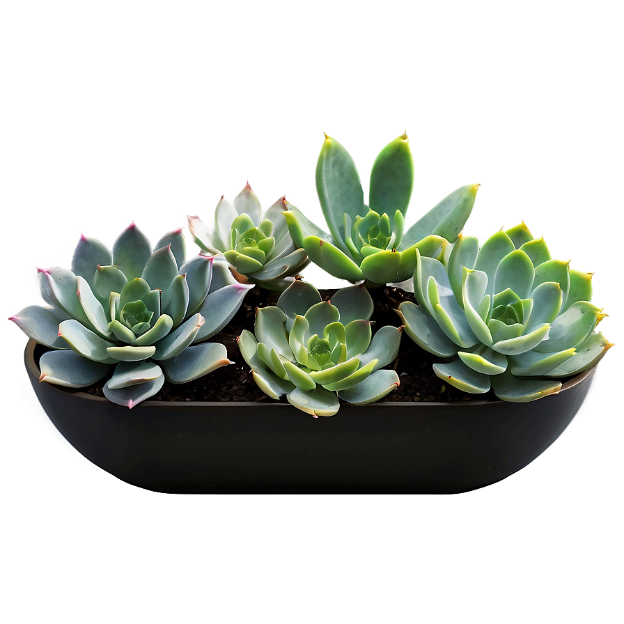 Modern Succulent Png Wmq