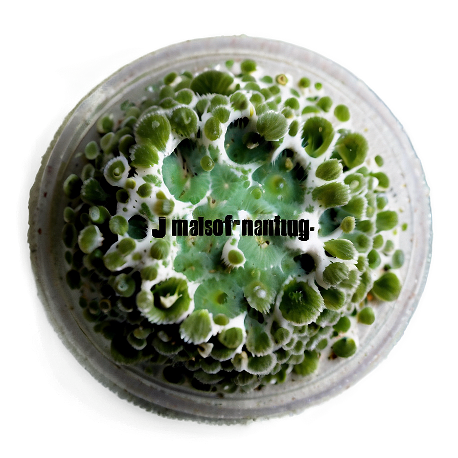 Mold Macro PNG 06242024 PNG image with a transparent background, free high-resolution download