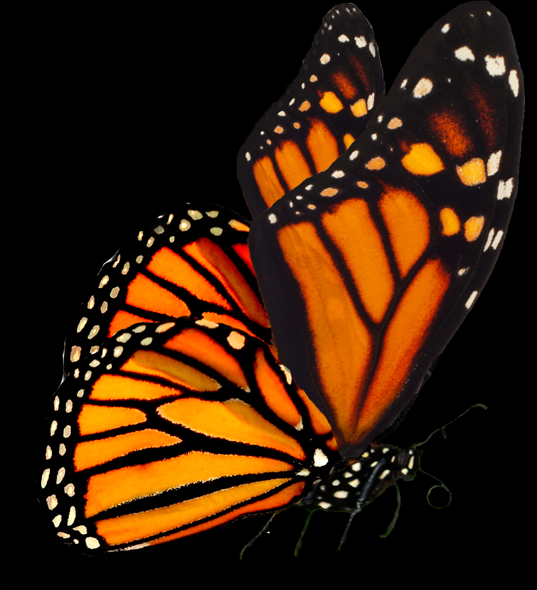 Monarch Butterfly Black Background PNG with transparent background