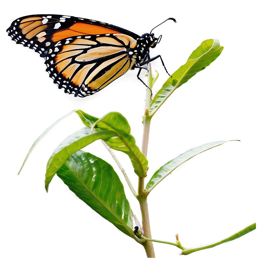 Monarch Butterfly Feeding Png 05252024