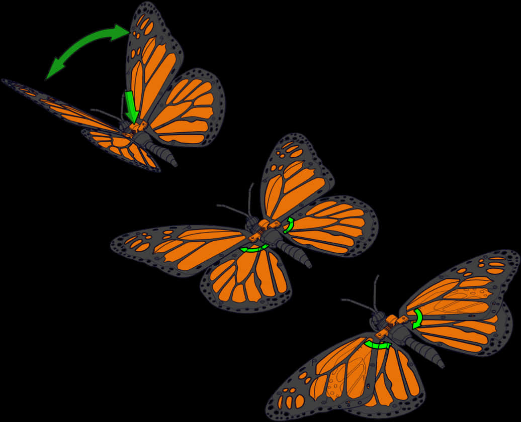 Monarch Butterfly Flight Sequence PNG with transparent background