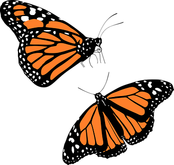 Monarch Butterfly Graphic PNG with transparent background