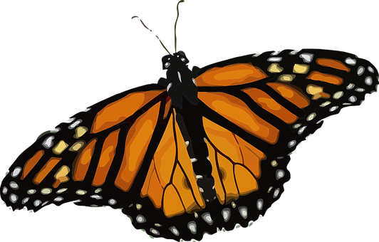 Monarch Butterfly Illustration