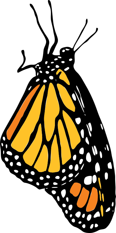 Monarch Png , Png Download - Side Monarch Butterfly Outline, Transparent Png PNG with transparent background