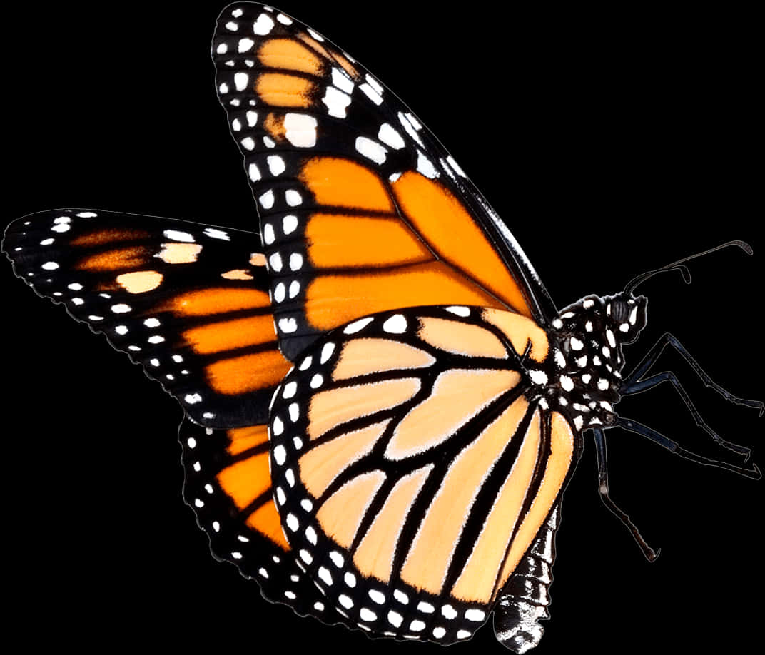 Monarch Butterfly Isolatedon Black PNG image with a transparent background, free high-resolution download