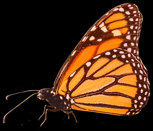 Monarch Butterfly Isolatedon Black PNG image with a transparent background, free high-resolution download