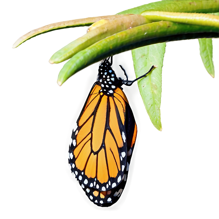 Monarch Butterfly Resting Png Biq