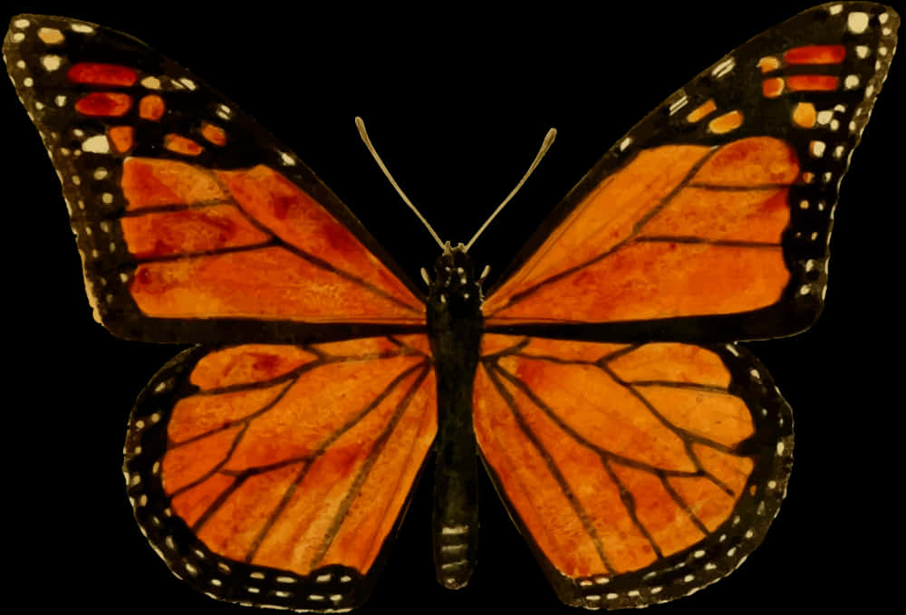 Monarch Butterfly Spread Wings PNG with transparent background