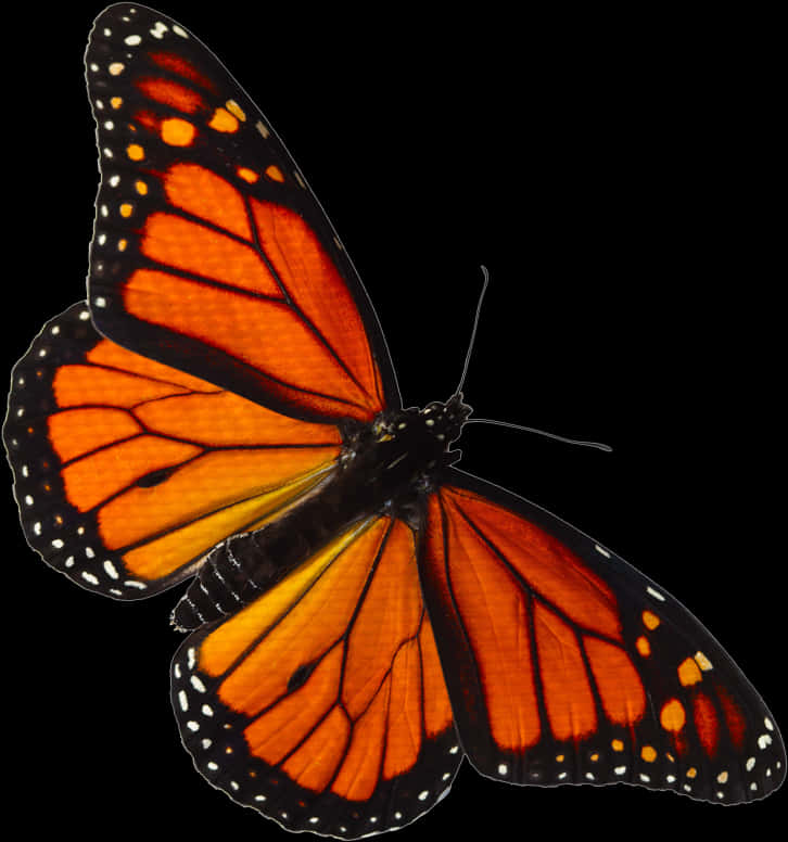 Monarch Butterfly Spread Wings 726x776 PNG image with a transparent background, free high-resolution download