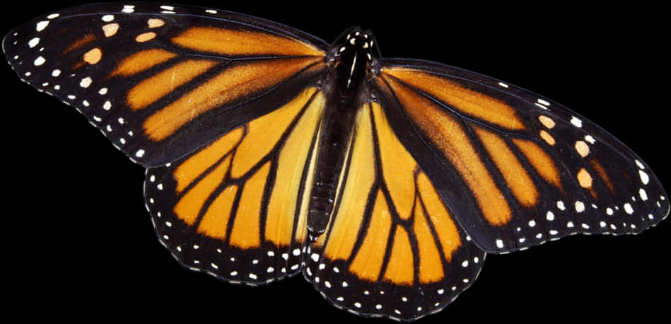 Monarch Butterfly Spread Wings 949x458 PNG image with a transparent background, free high-resolution download