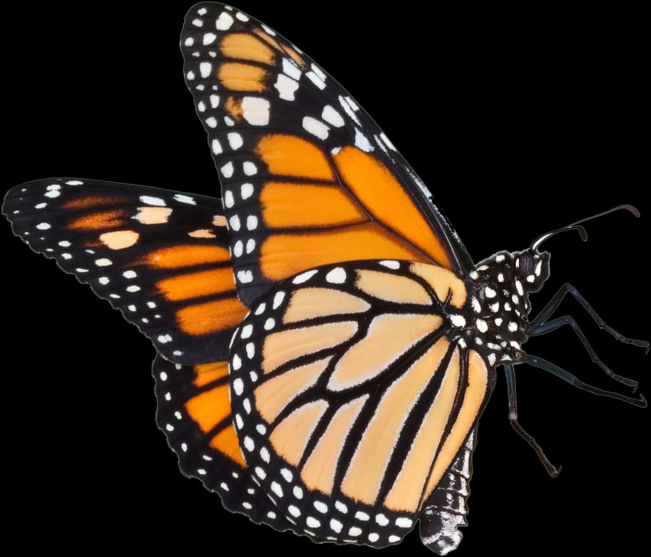 Monarch Butterfly Transparent Background