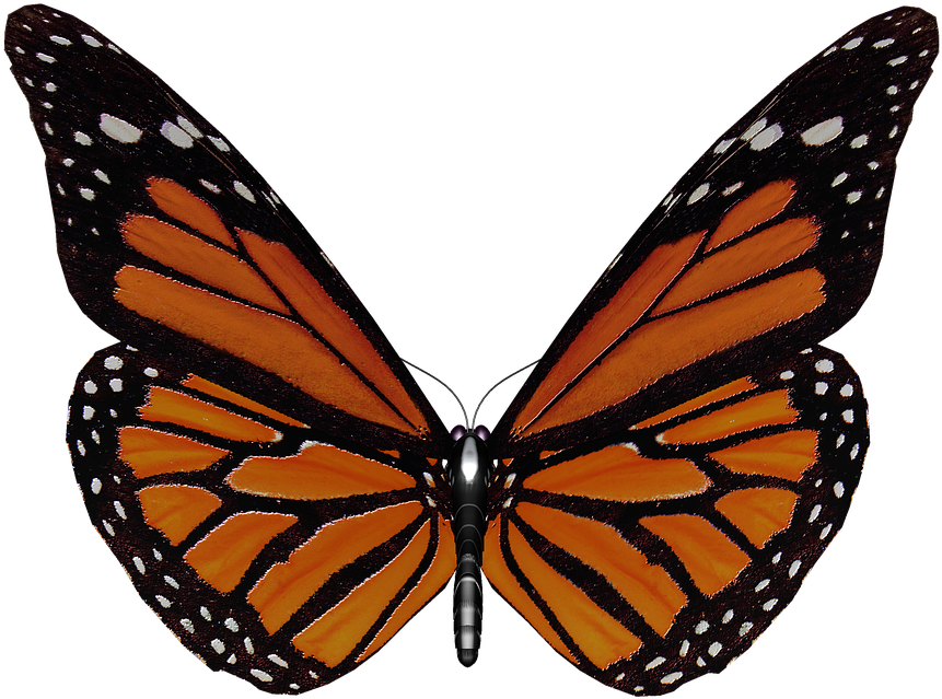 Monarch Butterfly Wings Spread