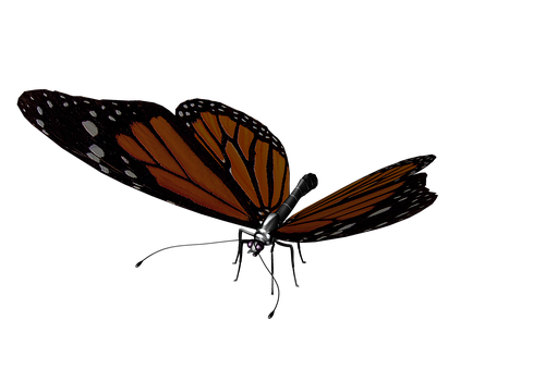 Monarch Butterflyon Black Background.jpg