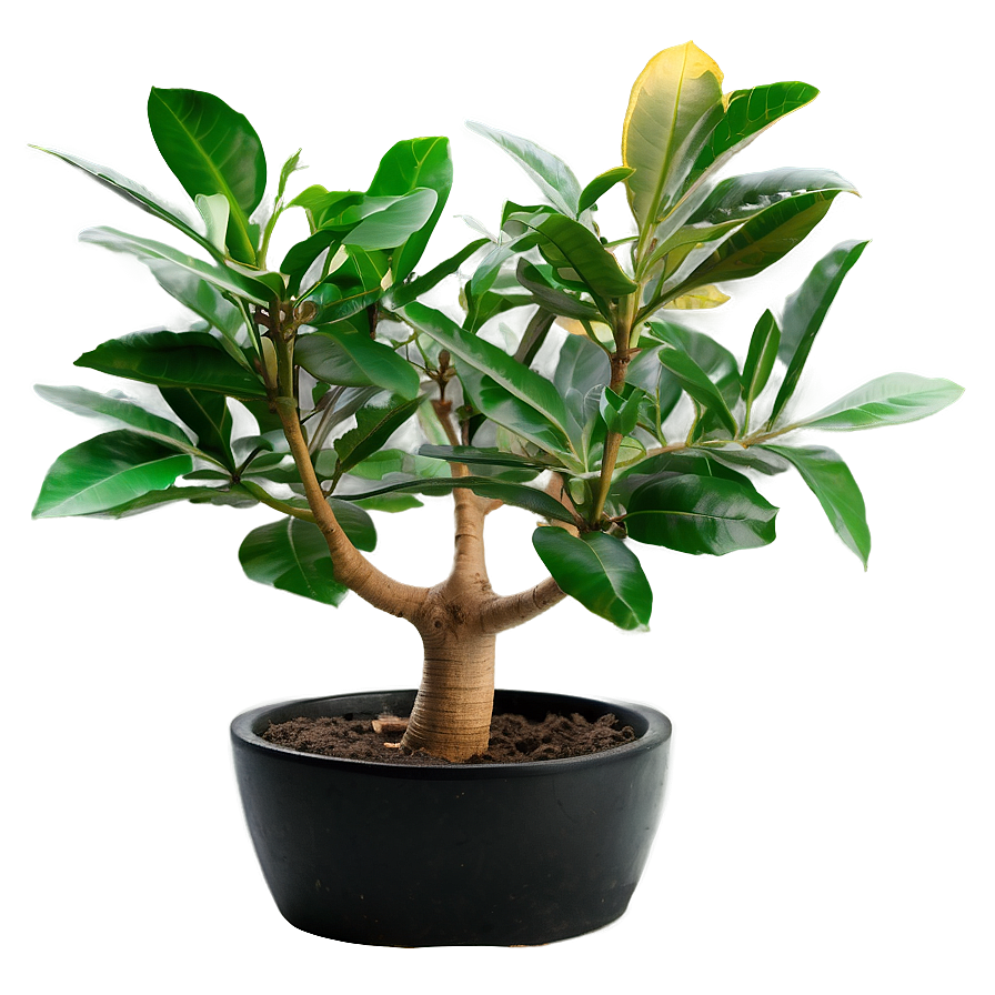 Money Tree Branches Png 21