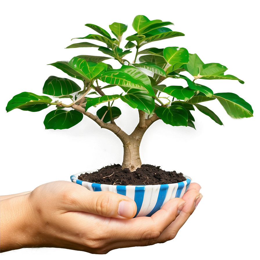 Money Tree In Hand Png 60