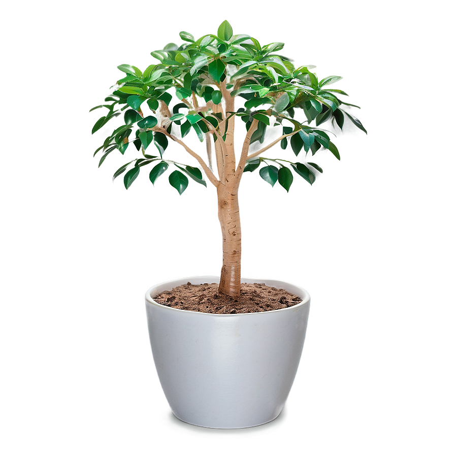 Money Tree In Pot Png Xld13