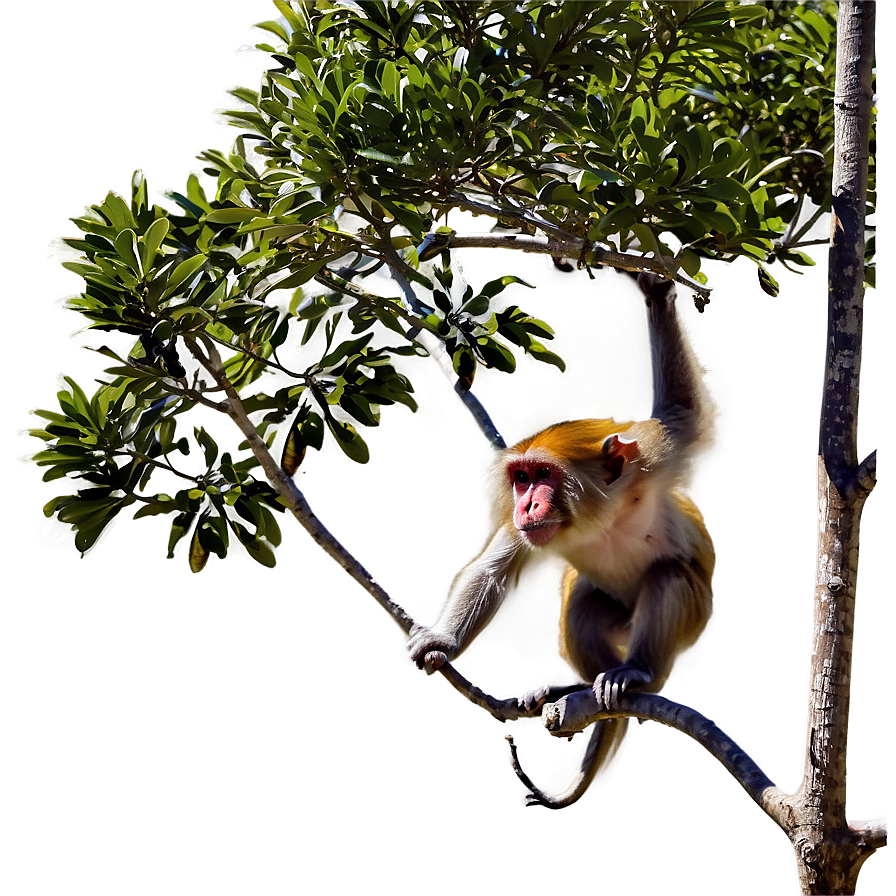 Monkey In Tree Png 57